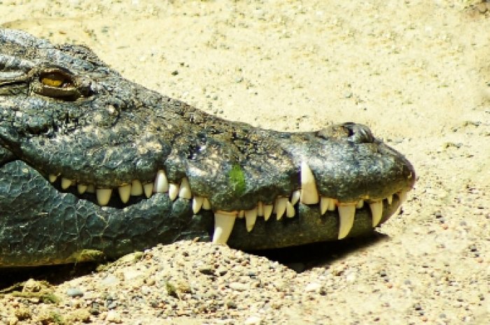 krokodilbirodalom